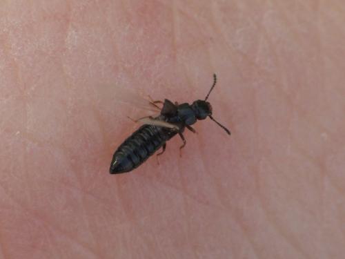 Oxytelinae